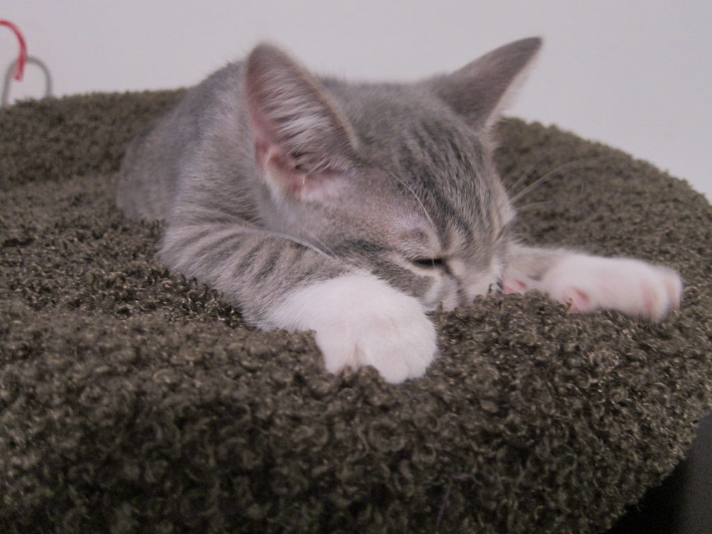 A cat kneading a blanket
