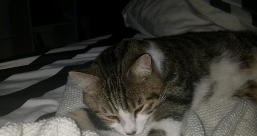A kitten named Milton kneading a blanket