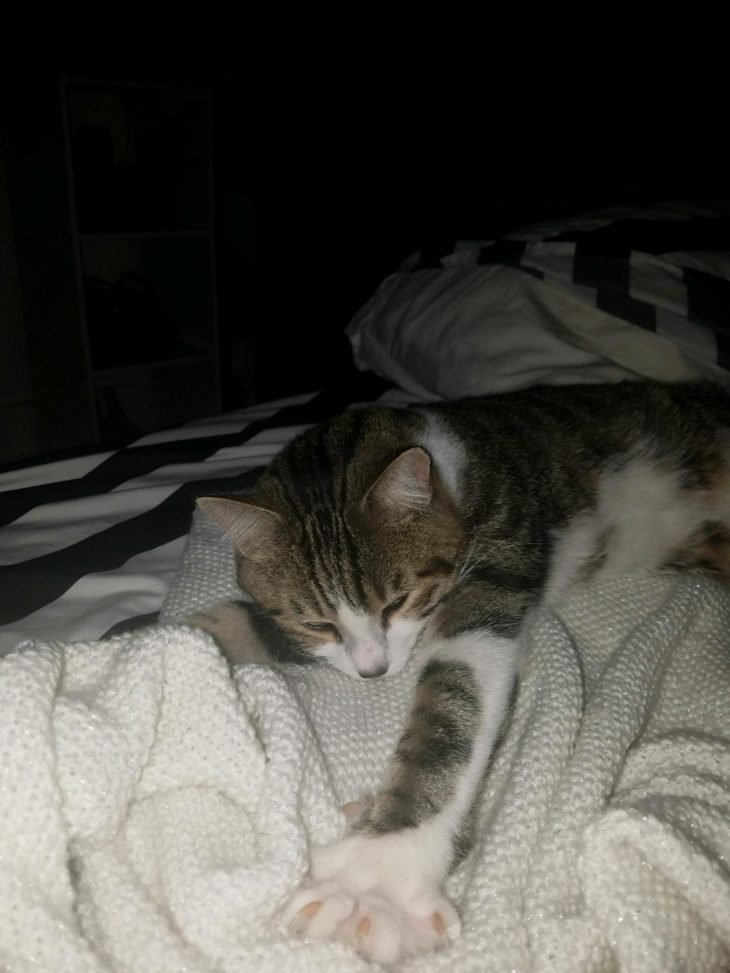 A kitten named Milton kneading a blanket