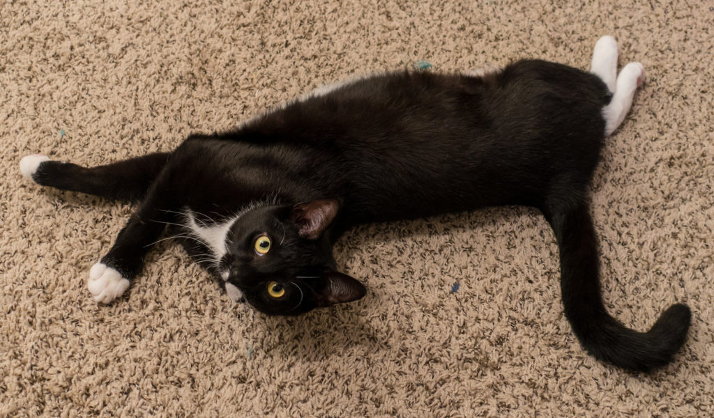 Black cat lying on a brown carpet