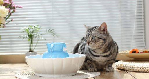 Cat sitting with iPettie Tritone Ceramic Pet Fountain with blue Tower.