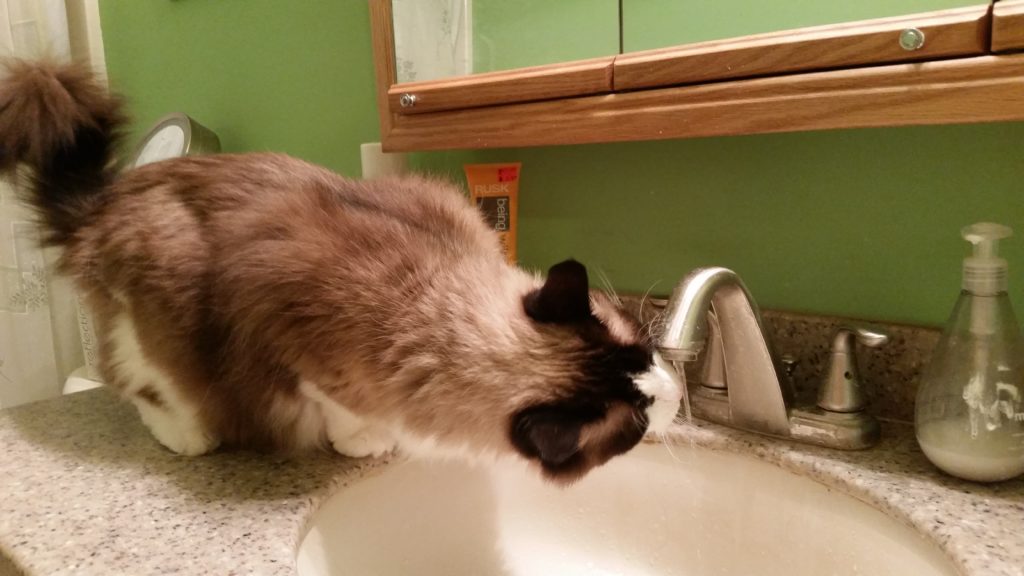 Cat drinking water out of a bathroom faucet