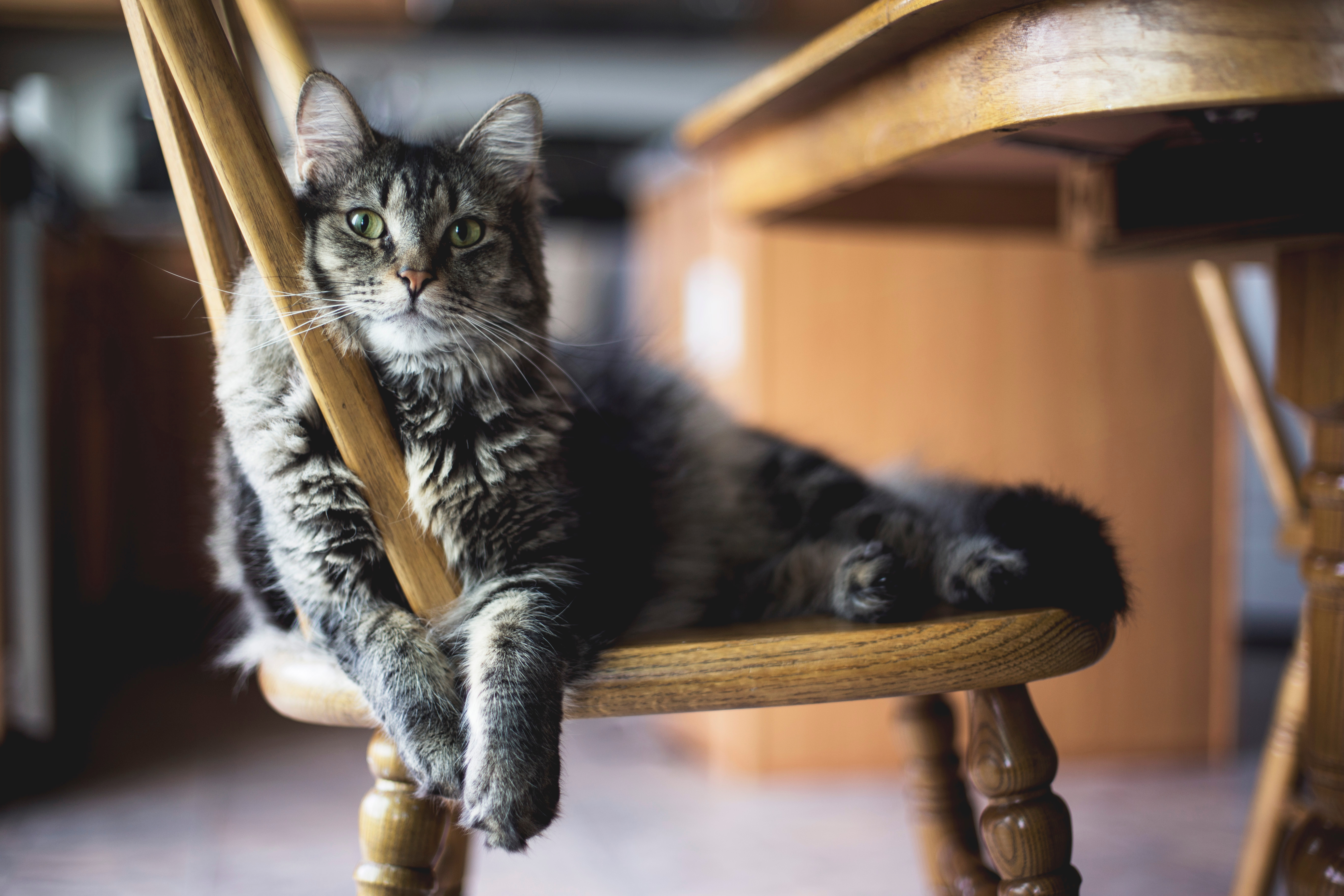 Cat sitting on kitchen chair