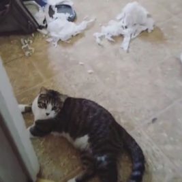 Cat sitting with some toilet paper that he just made a big mess with