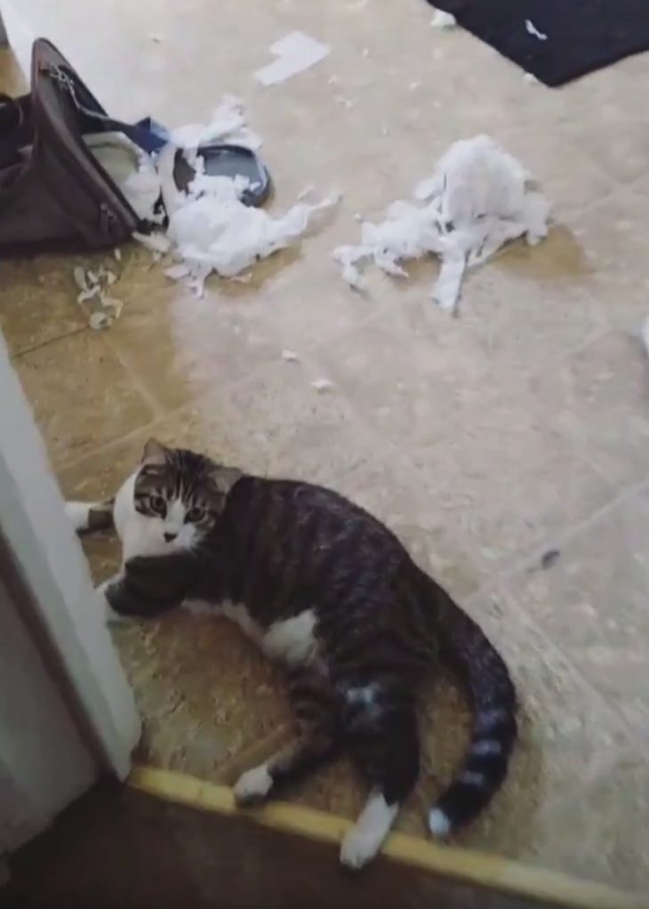 Cat sitting with some toilet paper that he just made a big mess with