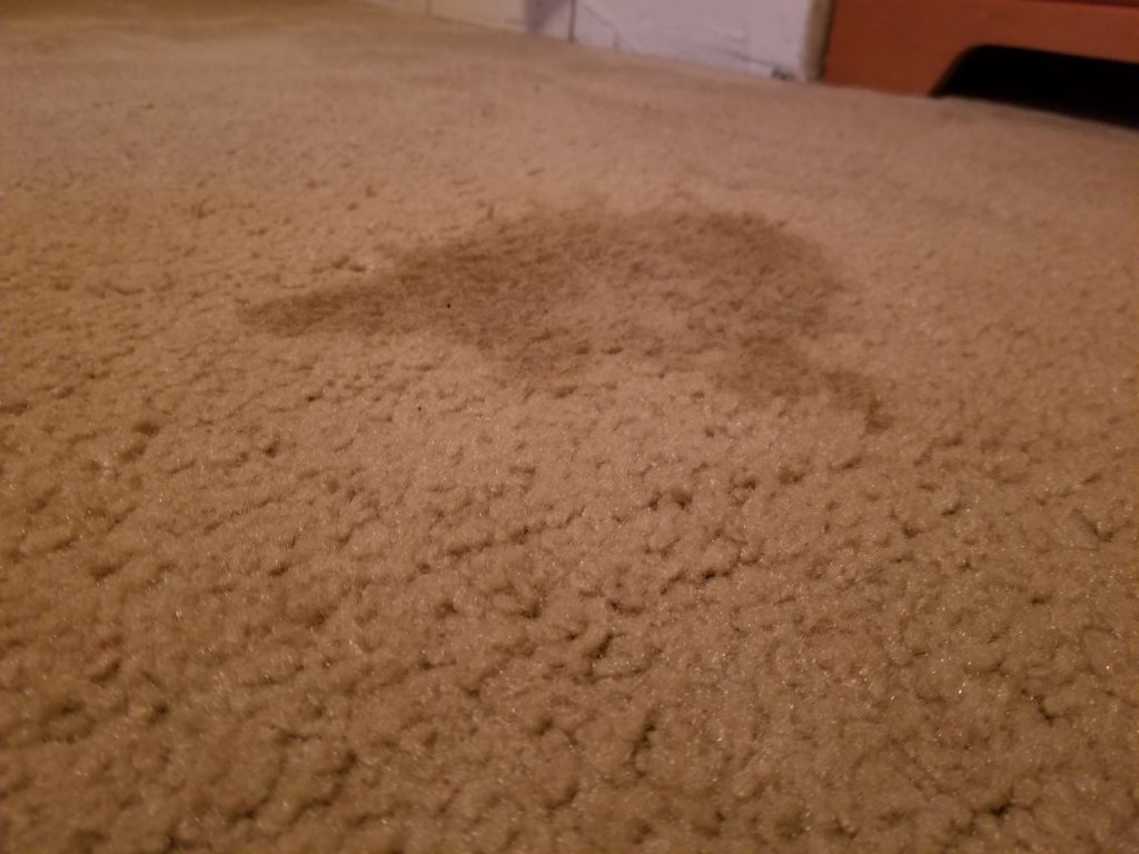 Cat urine stain on carpet