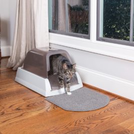 PetSafe ScoopFree Self-Cleaning Litter Box with a cat exiting the box.